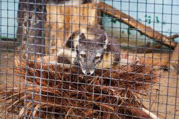 Gray Arctic Fox is in a cage behind bars in the zoo. Moscow Russia.