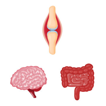 Isolated object of anatomy and organ icon. Collection of anatomy and medical stock vector illustration.