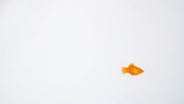 Aquarium Beautiful Peaceful Fish Molly On White Background
