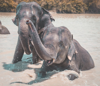 Elephant Sanctuary bathing in Isaan in Thailand
