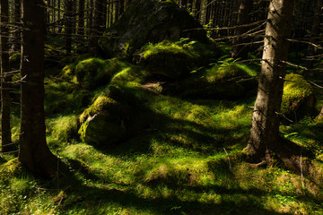 A wild forest in Norway very close to the famous Trollstigen.