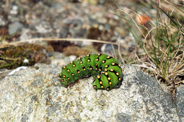 Caterpillar of the butterfly Night Peacock Eye.