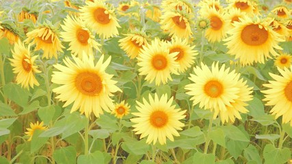 Field of bright sunflowers on a Sunny day.