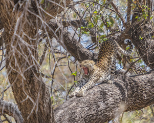 Leopard yawning