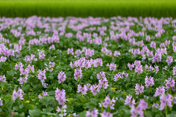 Naklejka premium ホテイアオイ