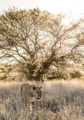 Kalahari lioness in late afternoon light