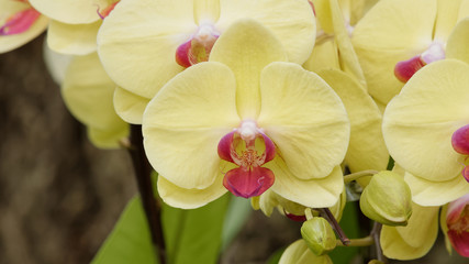 Spring flowers series, close up of beautiful phalaenopsis flowers, also named as butterfly orchid.