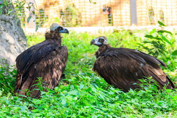 Cinereous vulture (Aegypius monachus), also known as the black vulture, monk vulture, or Eurasian black vulture