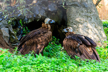 Cinereous vulture (Aegypius monachus), also known as the black vulture, monk vulture, or Eurasian black vulture
