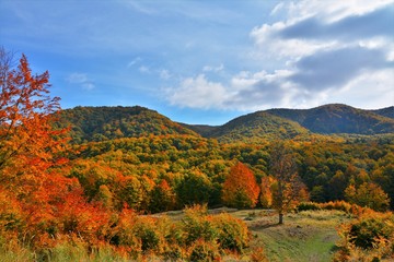 autumn landscape on a hill with trees