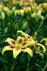 Lilium Pieton 1