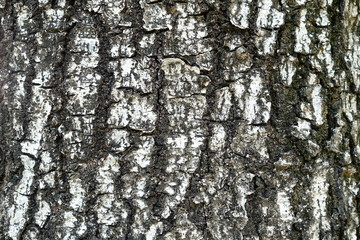 Close up Bark Texture Background.