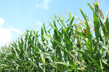 Obraz premium デントコーン