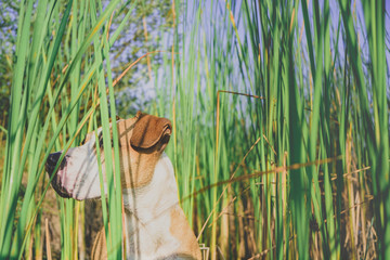 Dog in tall green grass, hidden eyes. Funny dog pretends to hide behind grasses in beautiful summer...