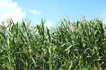 Obraz premium デントコーン