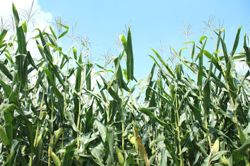 Fototapeta premium デントコーン