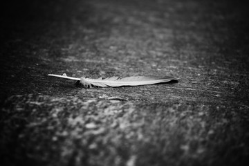 piuma,leggerezza,natura,