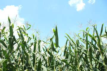Fototapeta premium デントコーン