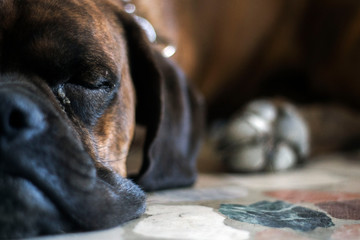 portrait of an asleep dog boxer lying indoor