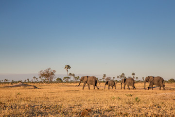 Fototapeta na wymiar Herd of elephants in Hwange National Park Zimbabwe