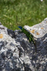 Eidechese Kroatien velebit