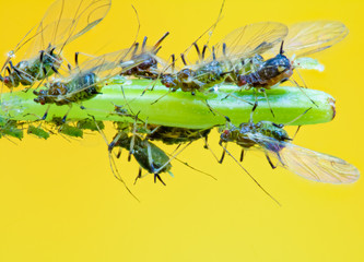 A group of aphids sits on a plant against a yellow background. Young aphids are born. Concept pests in the garden.