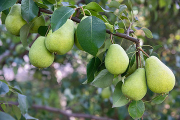 several ripening pear fruits on a tree branch as a natural background
