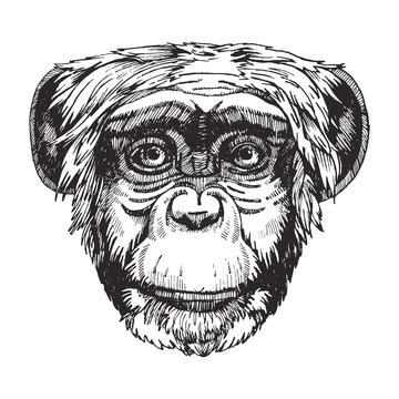Portrait of Monkey. Hand-drawn illustration. Vector