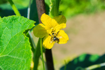 A bee sits on a yellow flower, closeup. A bee pollinates a cucumber flower. Bright morning sunlight.