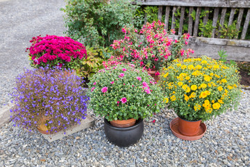 Colorful flowers in flower pots