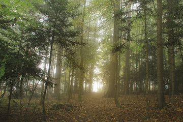 Scene of morning sunlight and fog in the forest