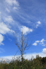 A tree without leaves on blue sky background