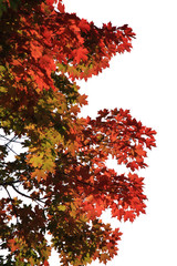 Maple leaves isolated on white background