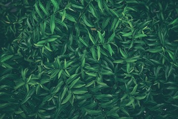 Tropical Leaves Texture in Dark Contrast Background.