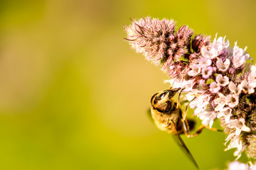 drone fly on a flower of a peppermint in summer in Germany