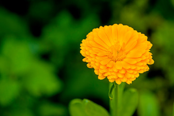 Calendula, medicinal plant with flower
