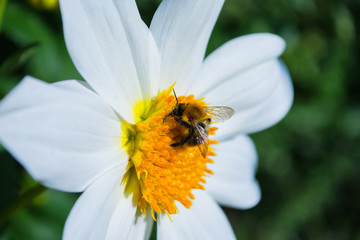 Bee on white georgina pollinates a flower. Bee closeup.