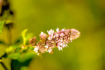 peppermint with flower in summer