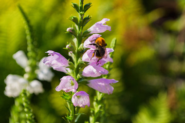 Bee on a Physostegia virginiana pollinates a flower.  Macro photography of flowers and insects. Bee closeup.