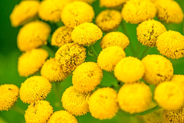 Tansy, medicinal herb with flower in summer