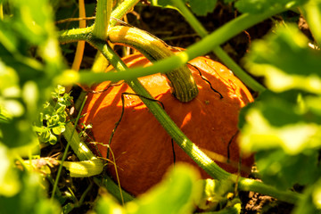 squash in a garden in summer