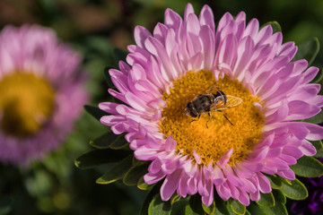 Eristalis tenax on a pink Aster pollinates a flower.  Macro photography of flowers and insects. Eristalis tenax closeup.