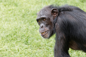 Portrait of chimpanzee staring with round eyes and funny expression.