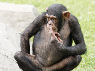 Adult chimpanzee sitting on green grass field with its finger point to its nose, funny animal ask me gesture.