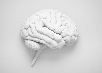 White isolated brain on light gray background - 3D illustration