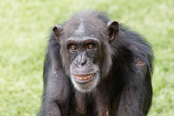 Portrait of chimpanzee staring at camera with round eyes and funny expression.