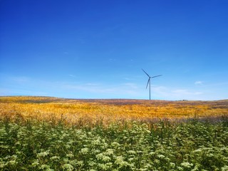 Wiatrak na polu © Przemysaw