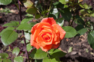 Beautiful coral color rose flower close-up. Horizontal photo