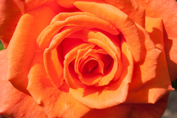 Background from a beautiful coral color rose flower lit by the sun