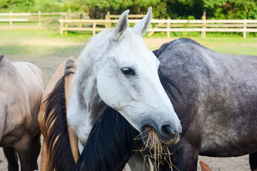Horses eating on nature